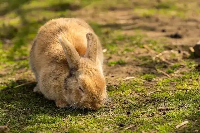 寝ているうさぎ