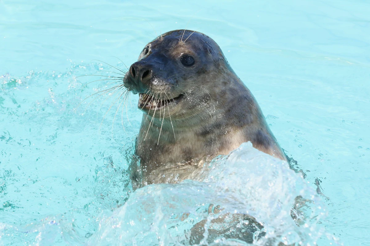 【アザラシまるごとBOOK】辰巳出版が養子縁組したアザラシ「たつみ」が無事に海へ帰る旅立ち