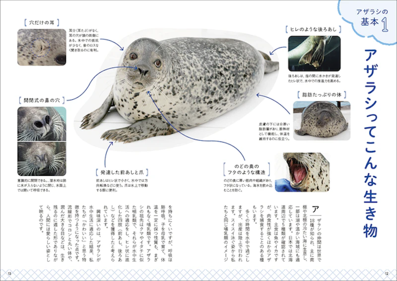 アザラシの知られざる魅力に迫る『アザラシBOOK』6月発売｜Minima