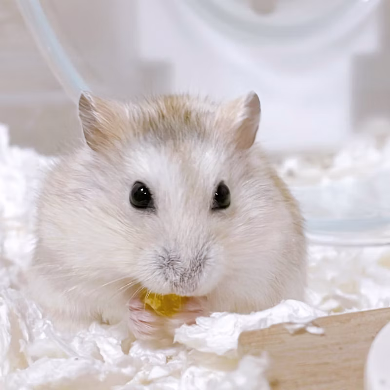 プディングハムスター