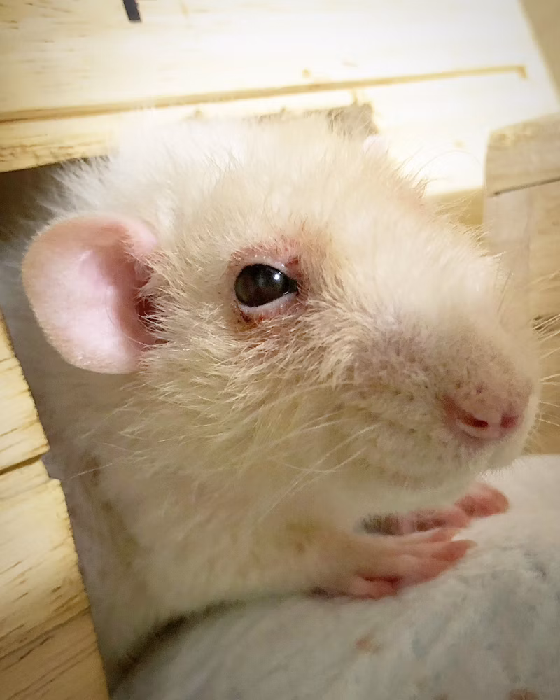 家から出るラット