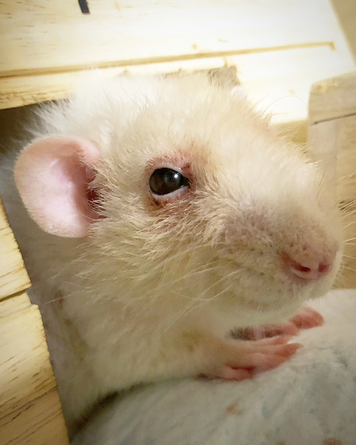 家から出るラット