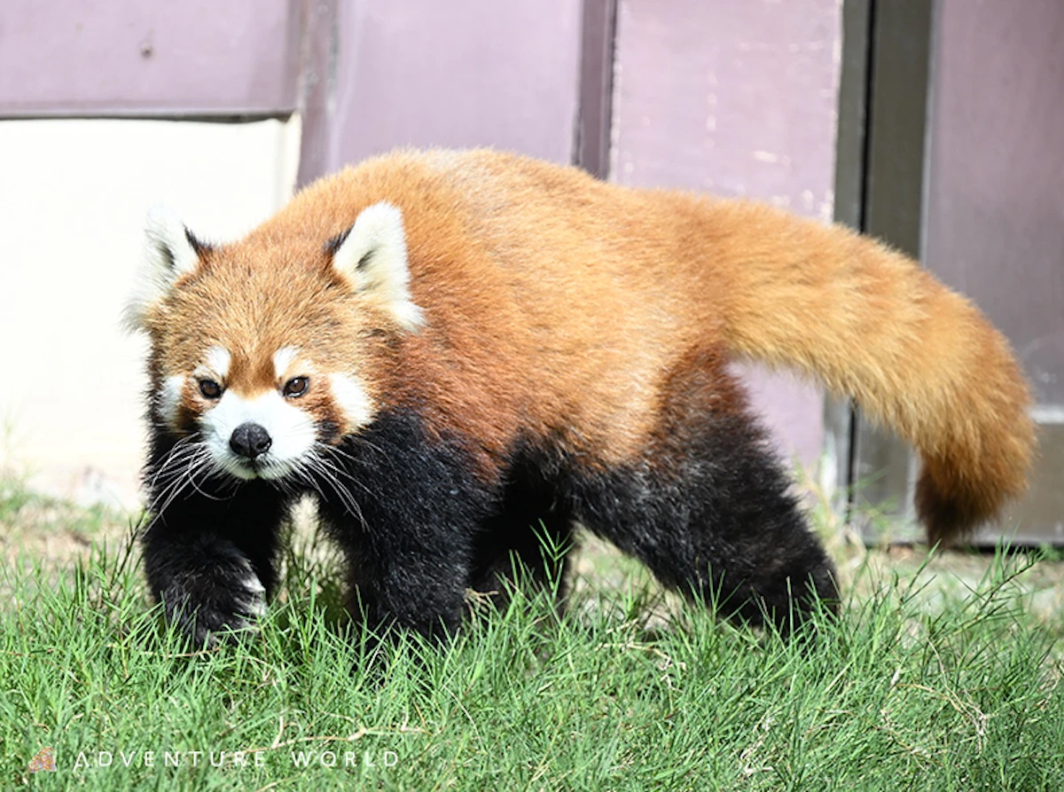 アドベンチャーワールド、レッサーパンダの新展示を2025年7月19日より開始のサムネイル画像