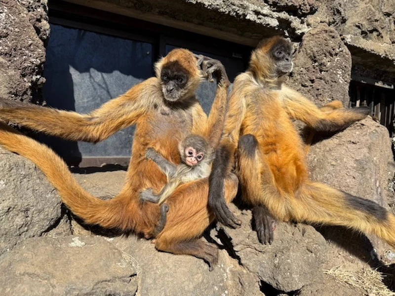 日向ぼっこをするジェフロイクモザルの母子