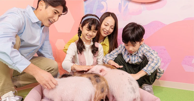 マイクロブタとの触れ合い