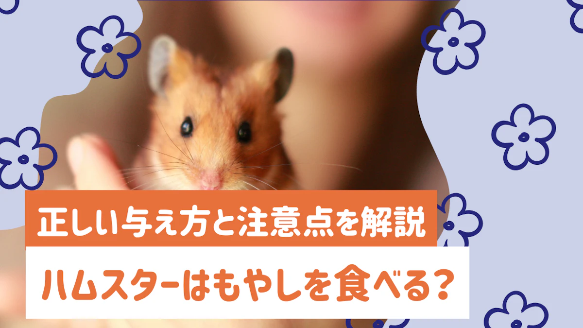 ハムスターにもやしは与えてOK！正しい与え方と注意点を解説