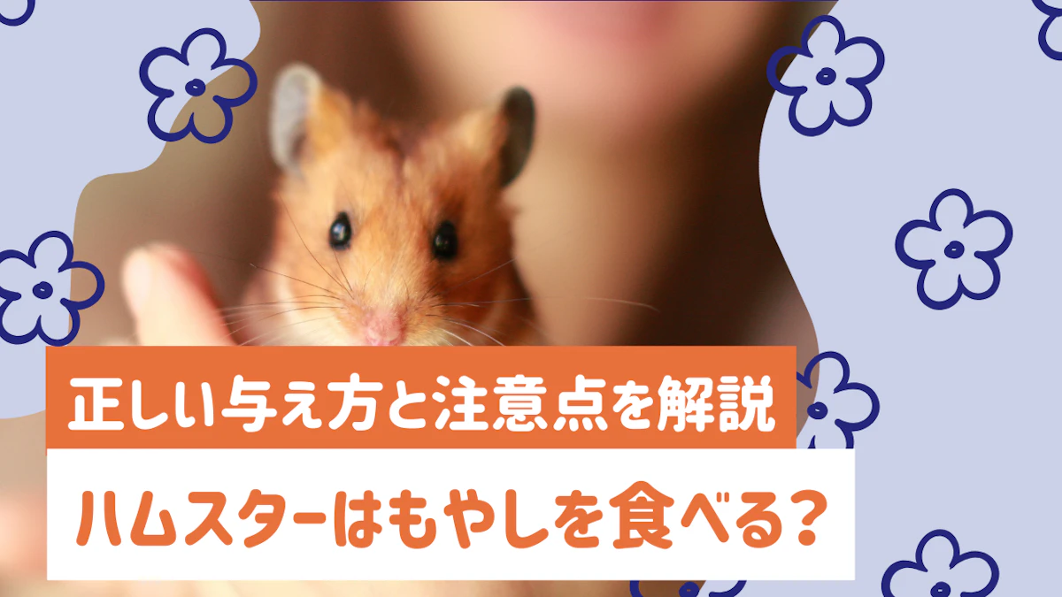 ハムスターにもやしは与えてOK!正しい与え方と注意点を解説