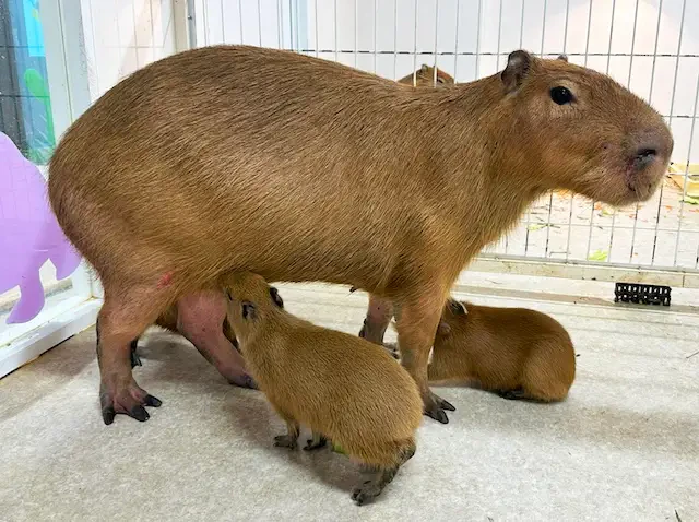 赤ちゃんたちはすくすく成長