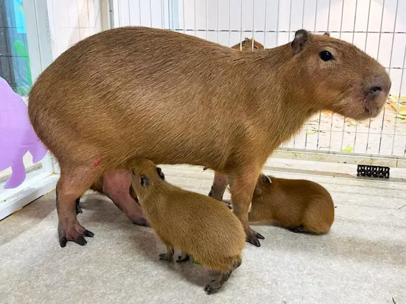 赤ちゃんたちはすくすく成長