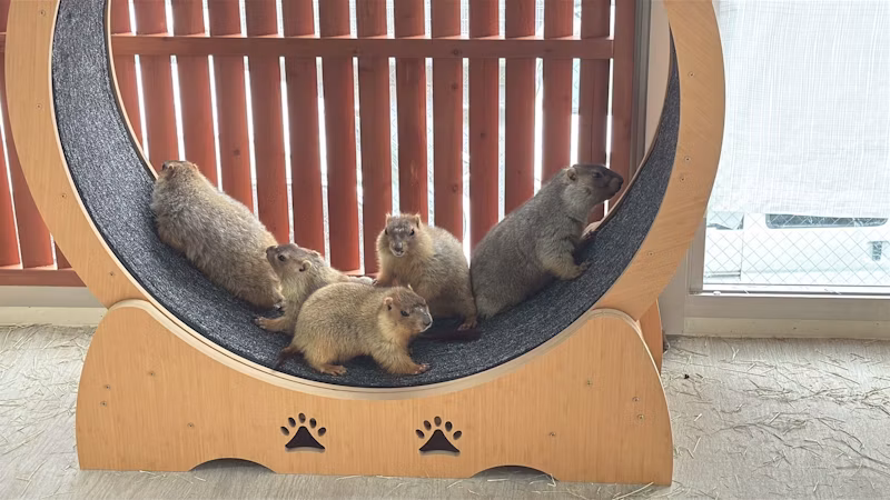 大阪店のボバクマーモットたち