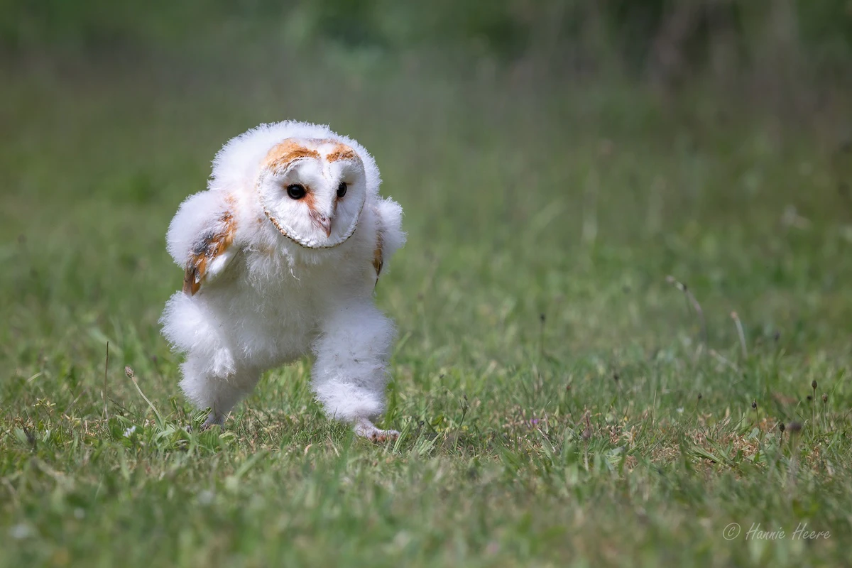 「エッホエッホ」元ネタのメンフクロウってどんな鳥？生態やヒナが走る理由を紹介