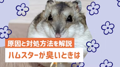 ハムスターが臭い原因は？今日からできる7つの対策と注意したいNG行動のサムネイル画像