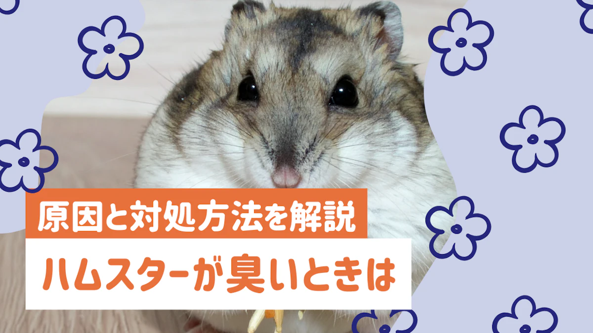 ハムスターが臭い原因は?今日からできる7つの対策と注意したいNG行動