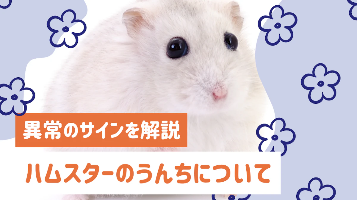 ハムスターのうんちで健康チェック|正常な色・形・量と異常のサインを解説のサムネイル画像