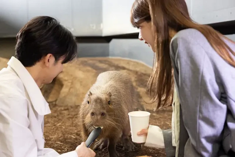カピバラにご飯