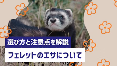 フェレットのエサの選び方ガイド｜フードの選び方・注意点をわかりやすく解説のサムネイル画像