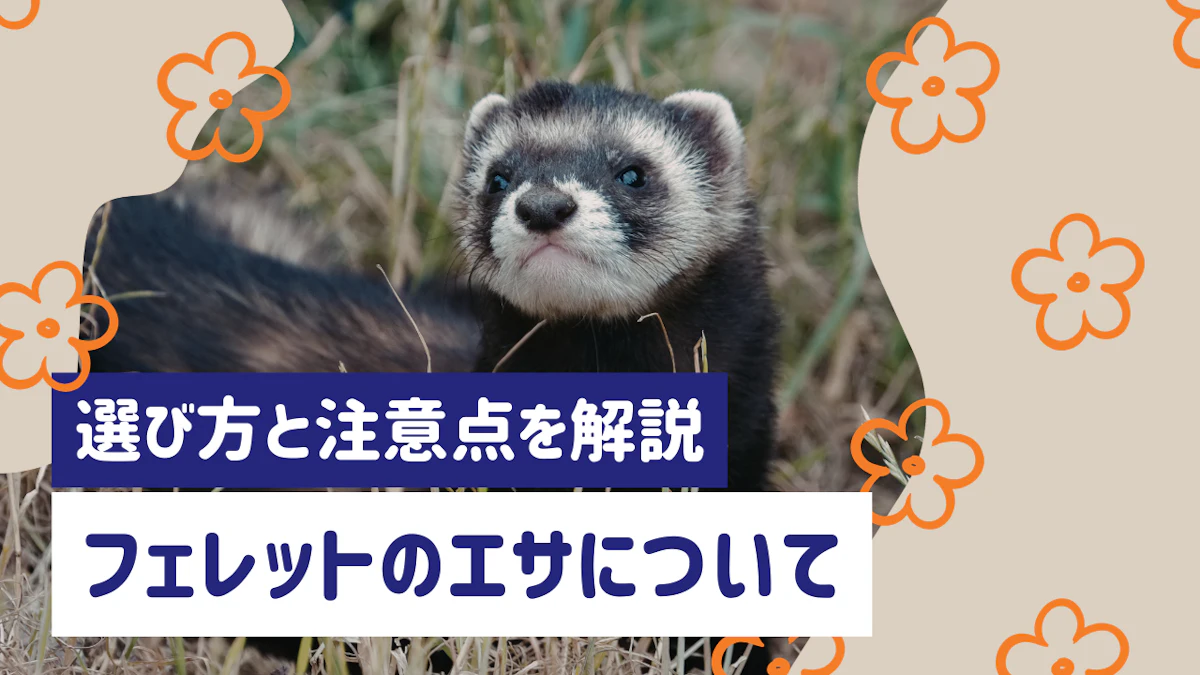フェレットのエサの選び方ガイド｜フードの選び方・注意点をわかりやすく解説