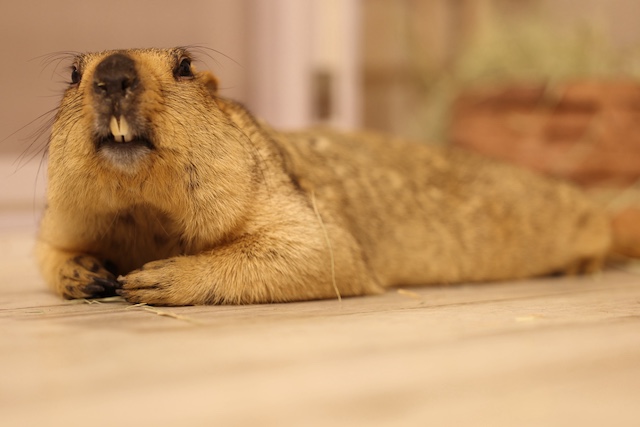 マーモット村」2号店が大阪に11月7日オープン｜Minima