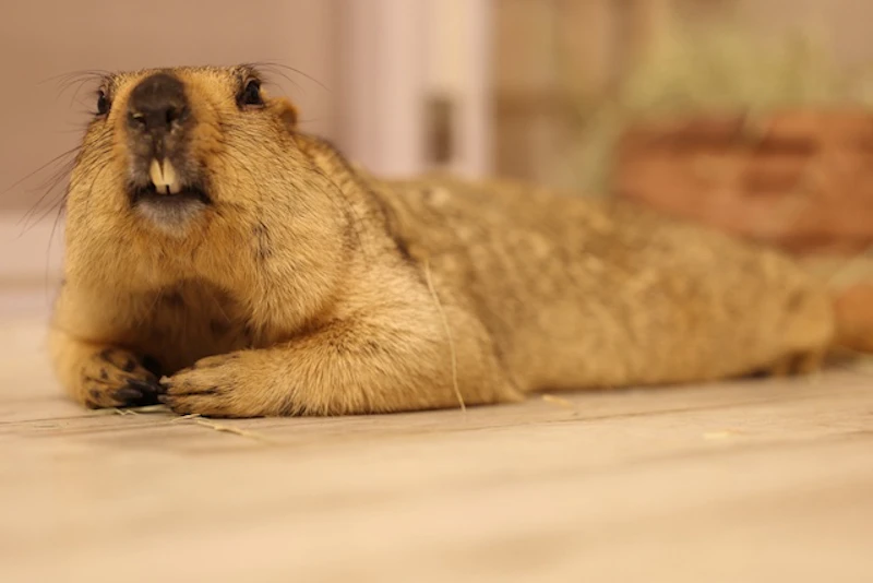 寝転ぶマーモット