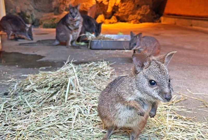 母親の袋から出て一人遊びをするまでに成長