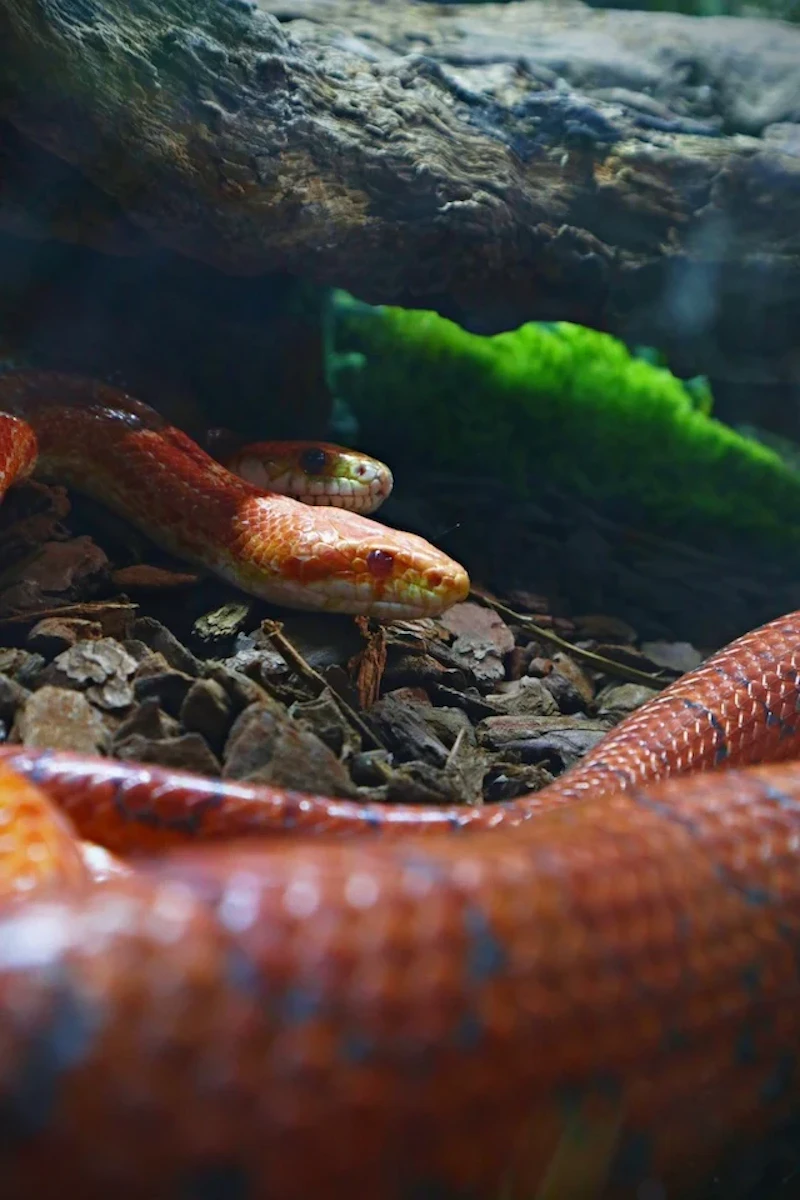 コーンスネーク