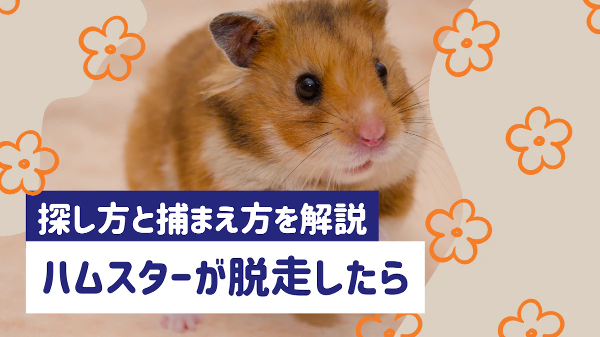 ハムスターが脱走した！見つからないときの探し方と今すぐできる捕まえ方