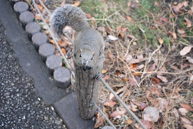 こちらを見るタイワンリス