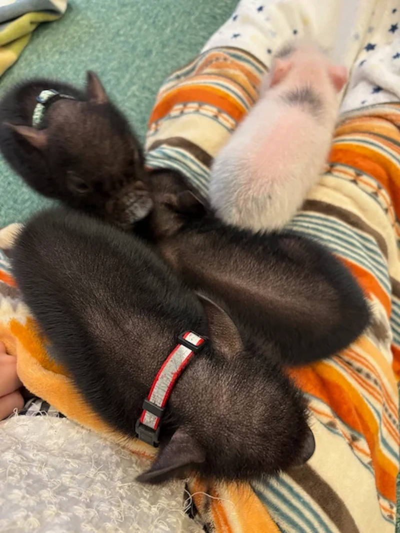 子ブタさんに気に入られてしまいました