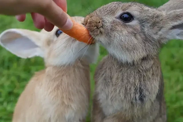 にんじんを食べるうさぎ