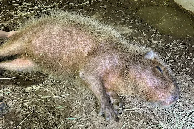 カピバラの寝正月