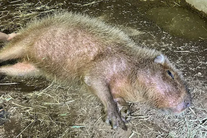 カピバラの寝正月