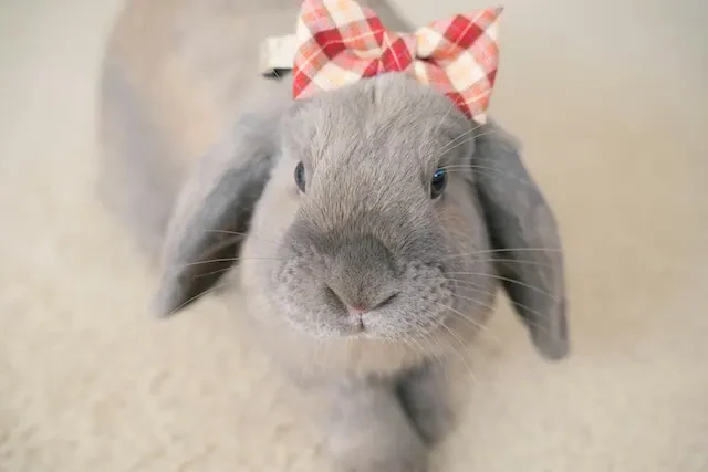 りぼんをしたうさぎ