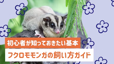 【保存版】フクロモモンガの飼い方ガイド｜初心者が知っておきたい基本と注意点のサムネイル画像