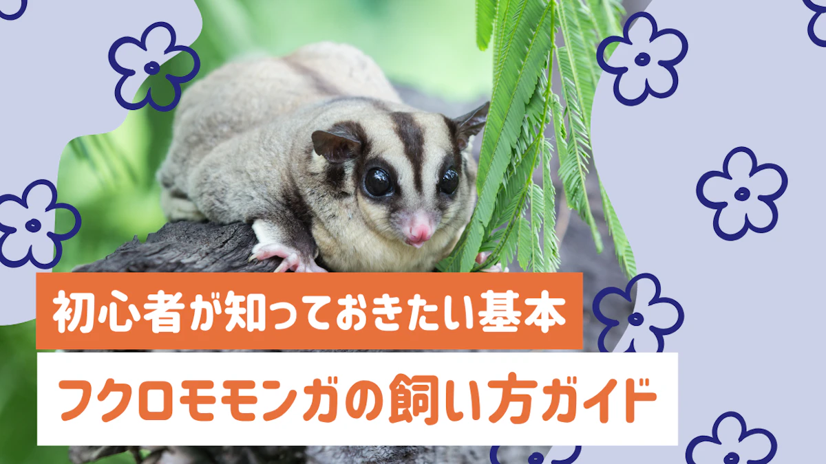 フクロモモンガの飼い方ガイド｜初心者が知っておきたい基本と注意点