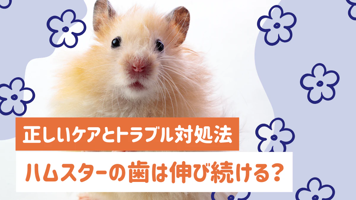 ハムスターの歯は伸び続ける?正しいケアとトラブル対処法