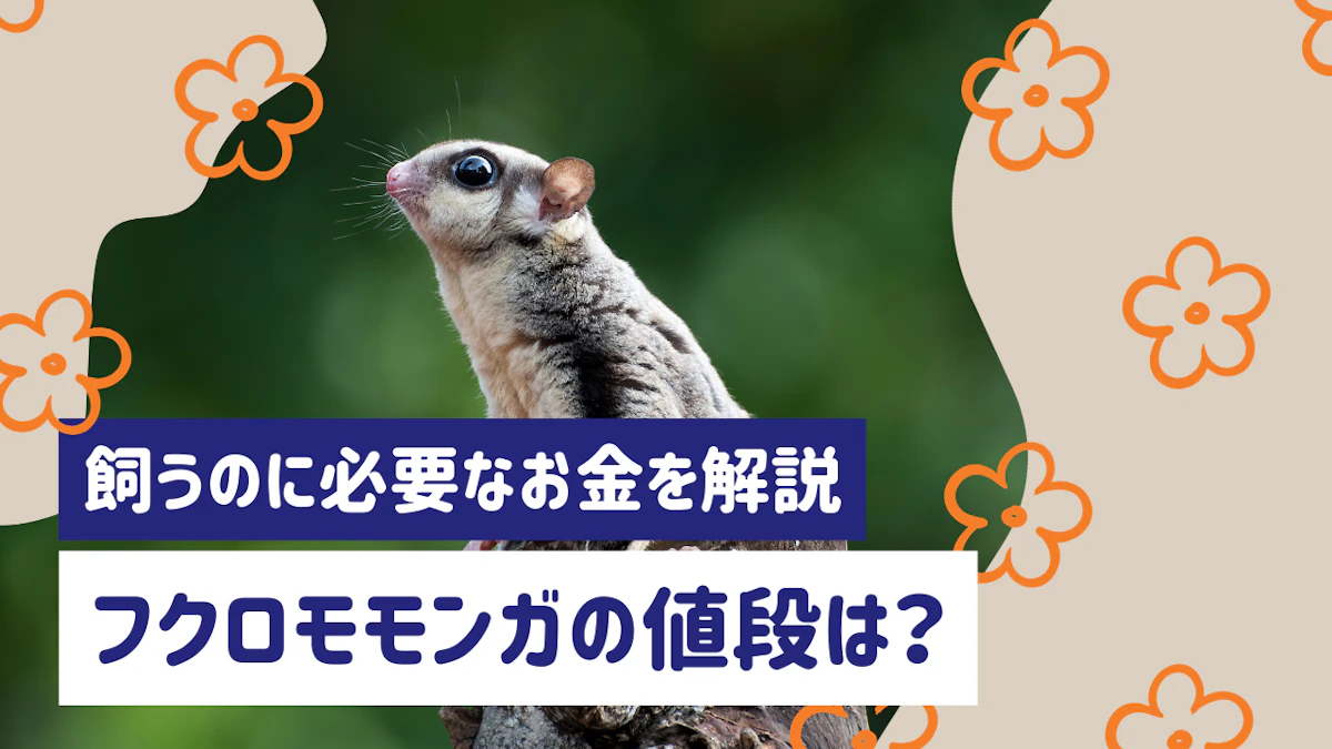 フクロモモンガの値段はいくら？購入費用と飼育にかかるお金を解説のサムネイル画像