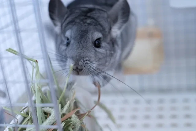 草を食べようとするチンチラ