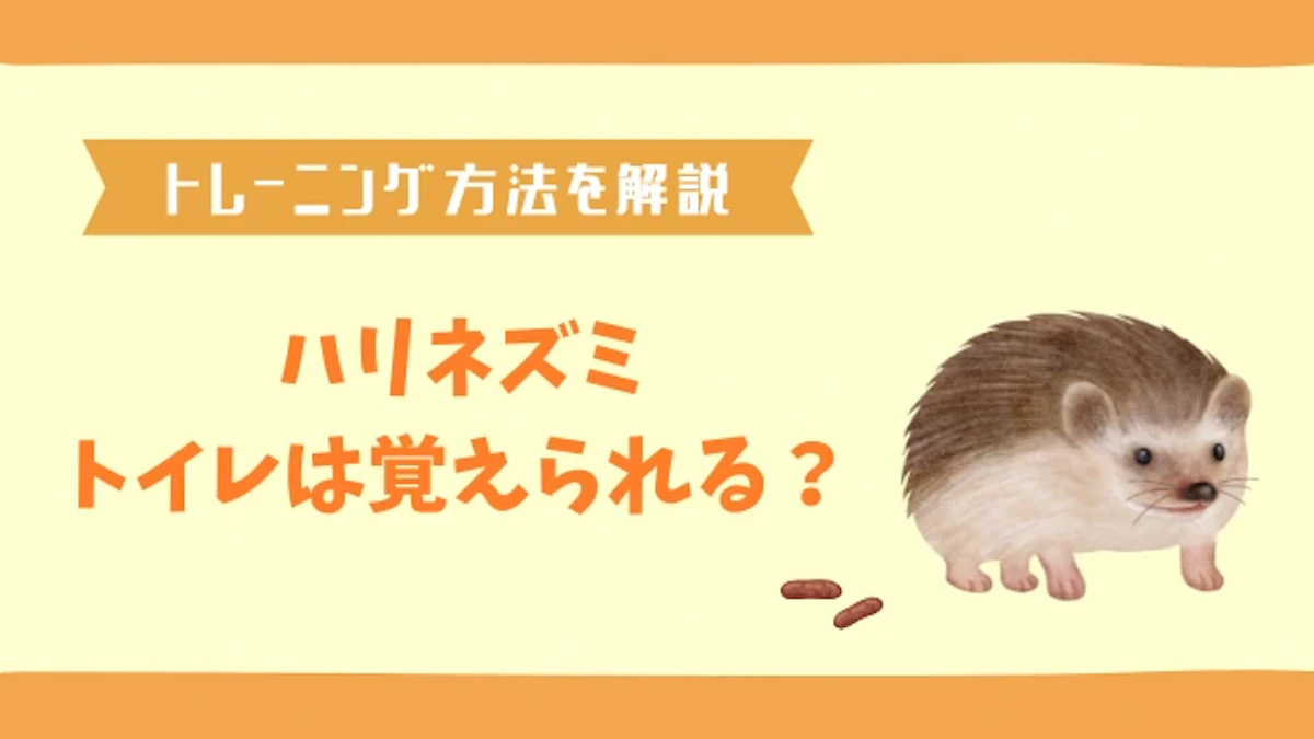 ハリネズミにトイレを覚えさせるには？トレーニングのコツを解説