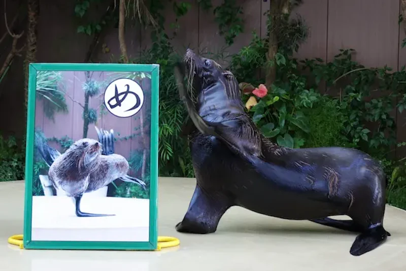 オットセイのミニパフォーマンス１