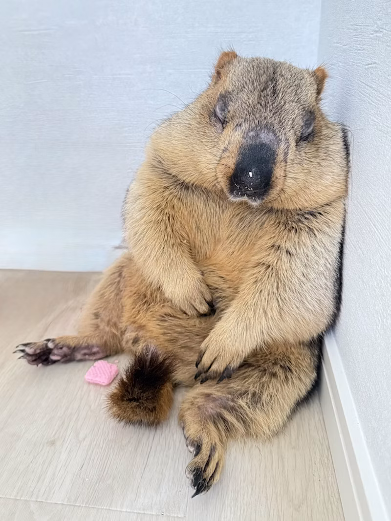 寝落ちするヒマラヤマーモット
