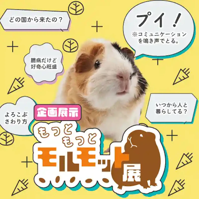 もっともっとモルモット展の紹介