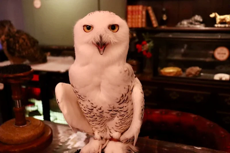 シロフクロウのロビン館長