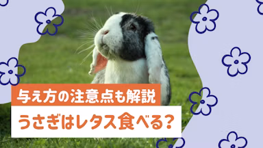 うさぎにレタスを与えていい？適量・種類別の注意点と与え方を解説のサムネイル画像