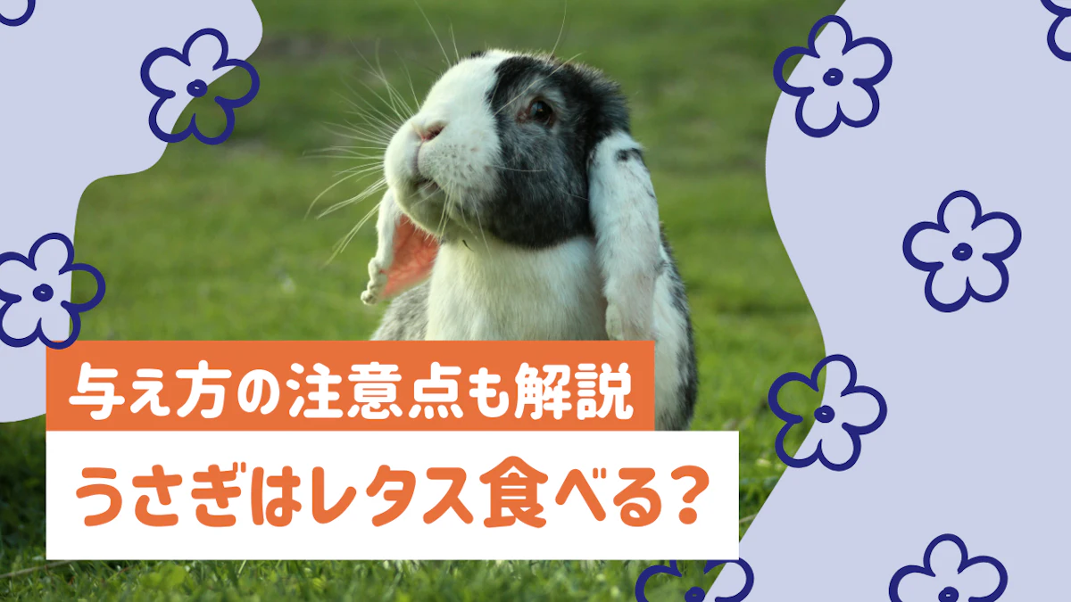 うさぎにレタスを与えていい？適量・種類別の注意点と与え方を解説