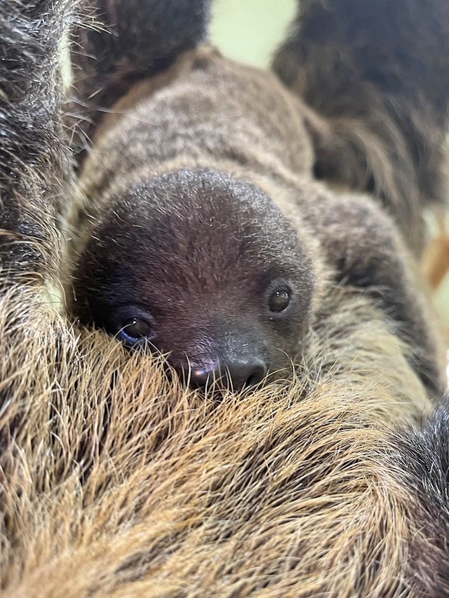 フタユビナマケモノの赤ちゃん