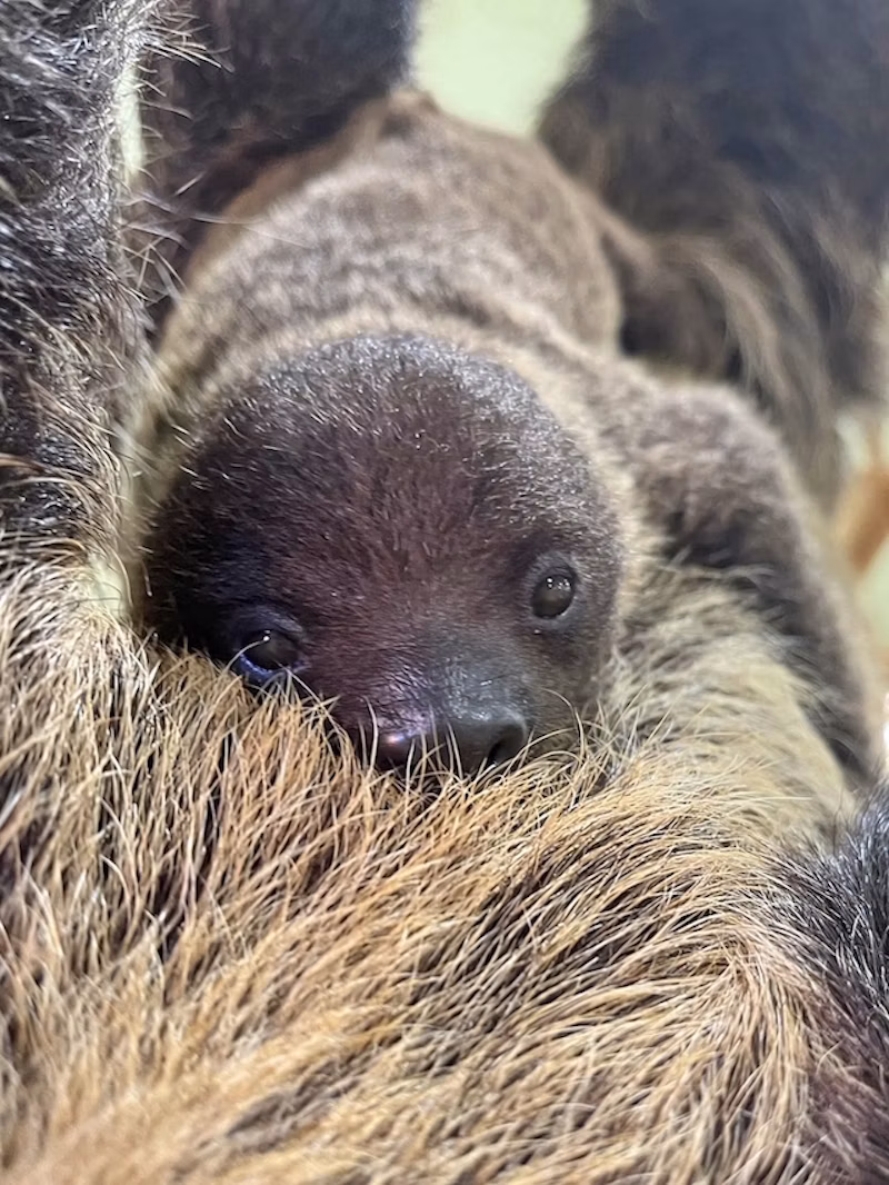 フタユビナマケモノの赤ちゃん