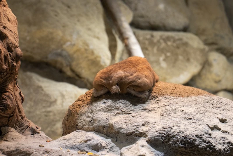 グンディのおしり。通称“グンケツ”