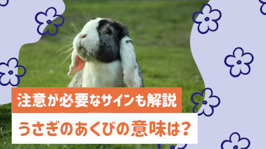 うさぎのあくびの意味を解説｜正常なあくびと注意が必要なサインの見分け方のサムネイル画像