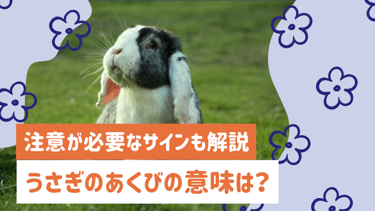 うさぎのあくびの意味を解説｜正常なあくびと注意が必要なサインの見分け方のサムネイル画像
