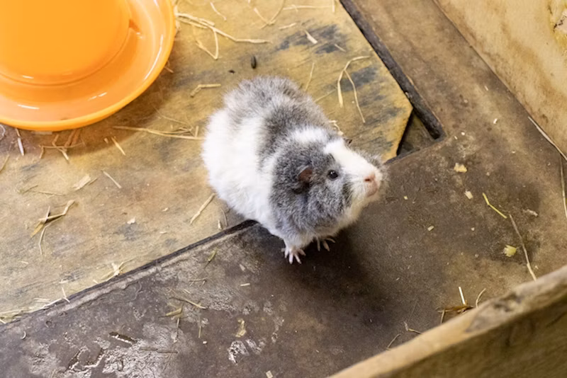 ちょっとチリチリな毛?